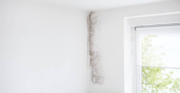 Environmental Consulting for Mold Prevention in Wayne, MI